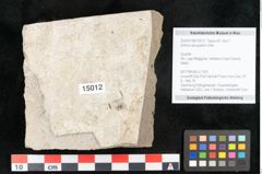 Foto (Objekt + Etikett) von Sorbus aucuparia Linne (NHMW-GEO-2024-0188-15012)